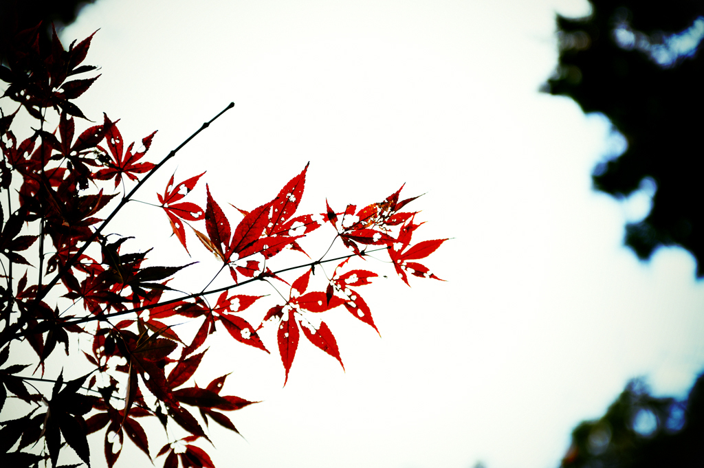 Leaf ～fin～