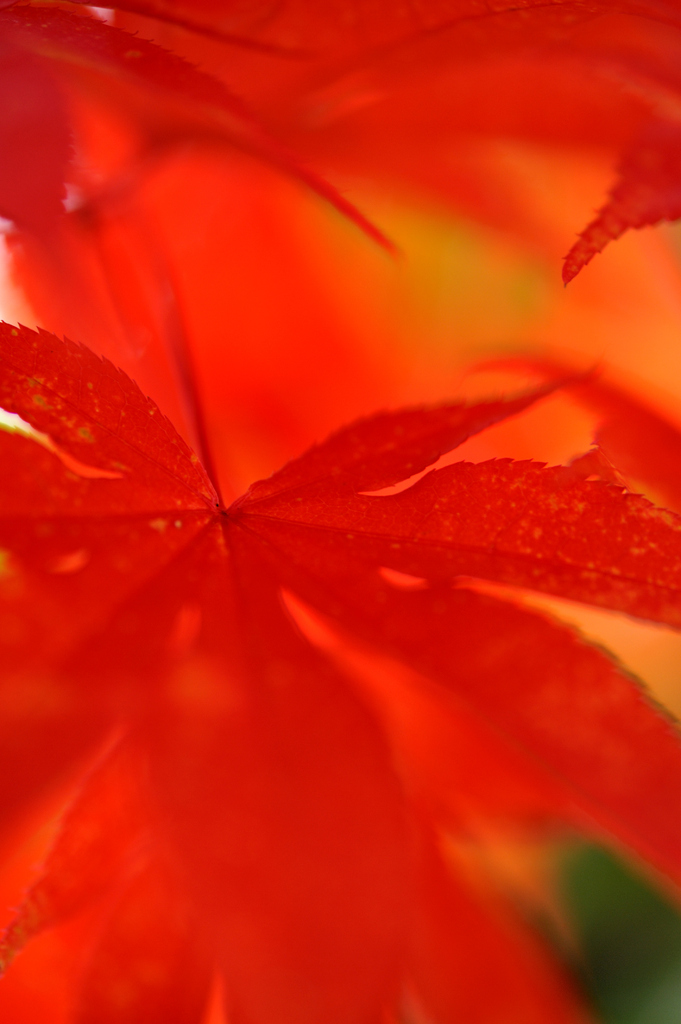 momiji-aka