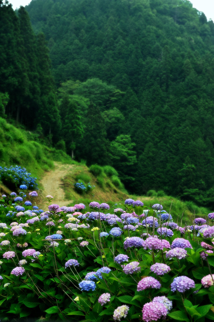 紫陽花日和