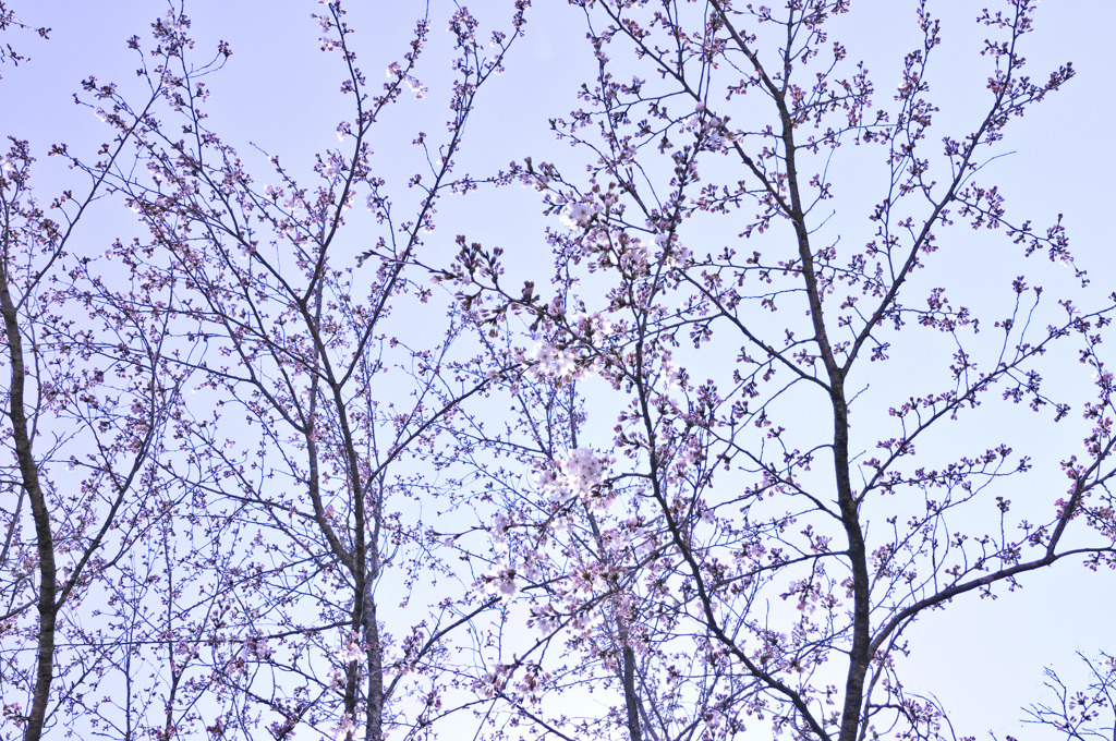 桜