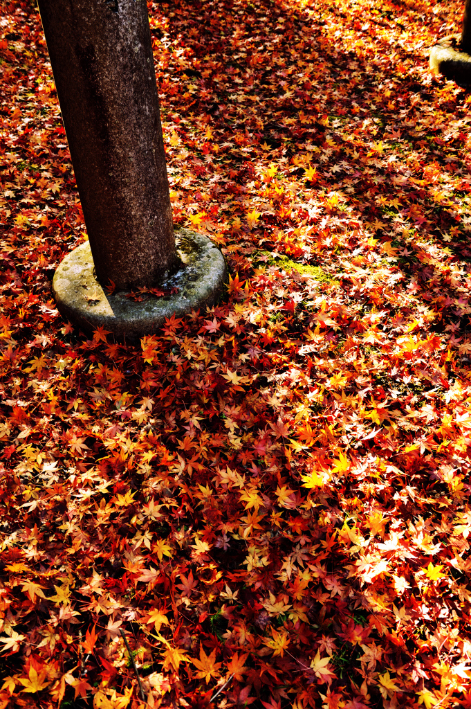 momiji-kage