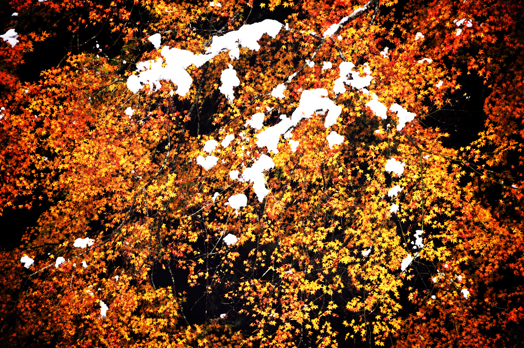 momiji　colored golden and white