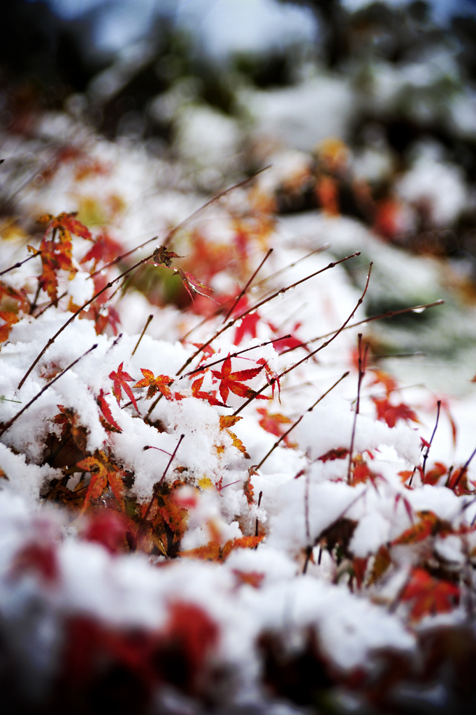 momiji-yuki