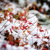 momiji-yuki