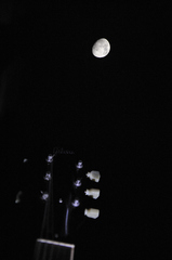 bark at the moon