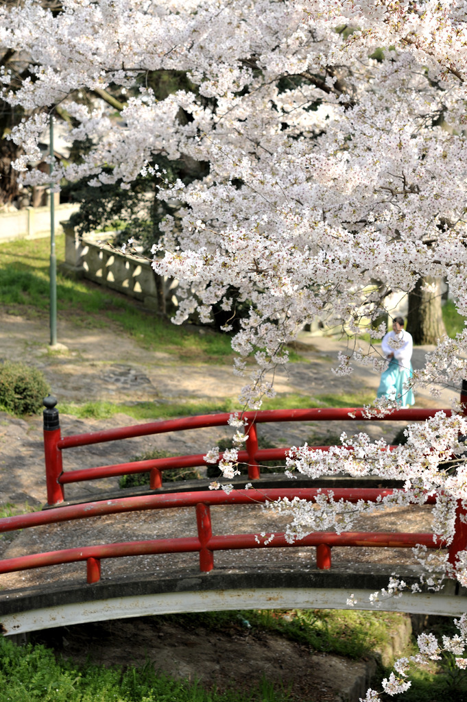 sakura