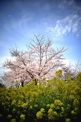 sakura