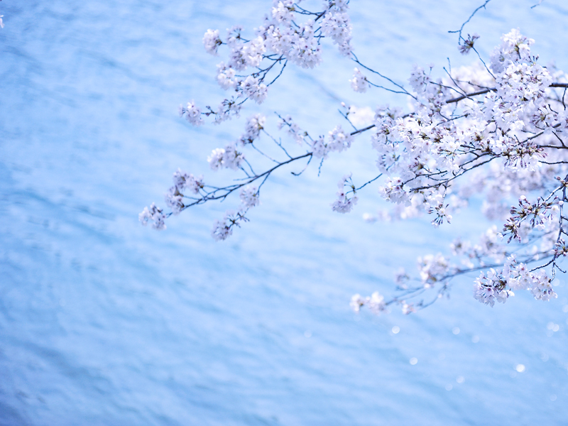 sakura