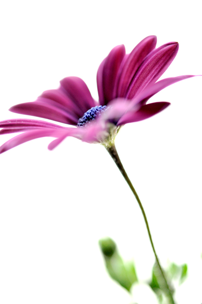 ｖｉｏｌｅｔ