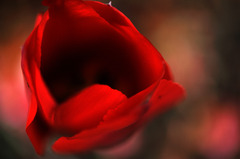 tulip