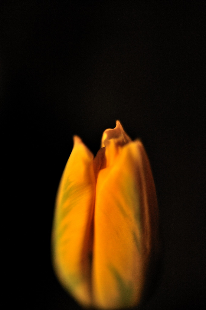 tulip