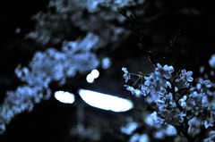 yoru-sakura