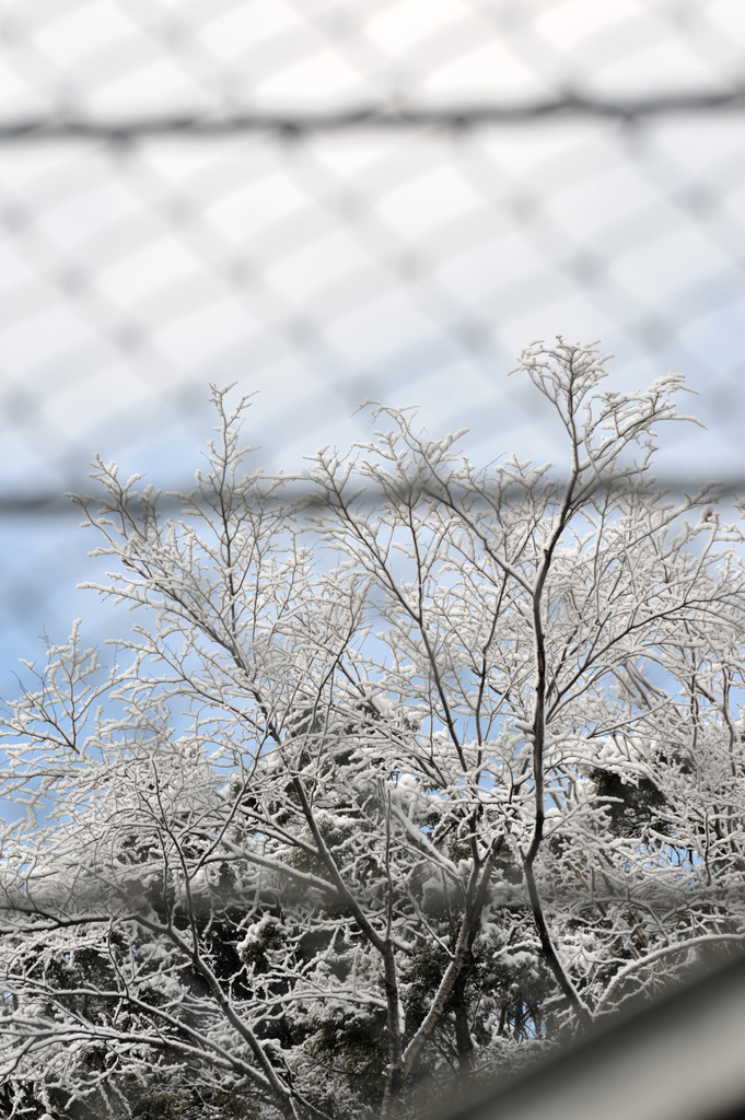 Snow in the other side of wire net