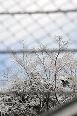 Snow in the other side of wire net