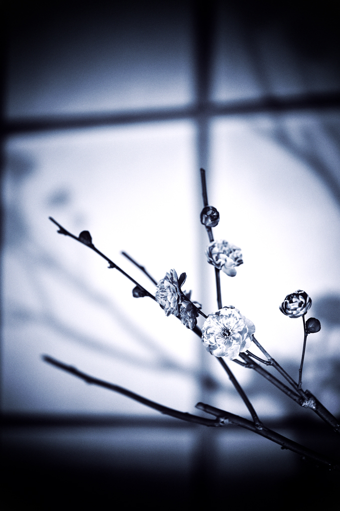 ume-monochrome