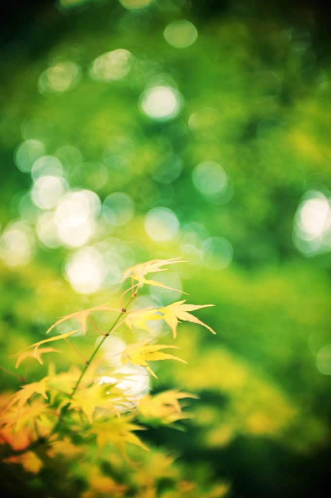 Leaf colored Green