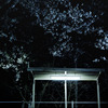 yoru-sakura