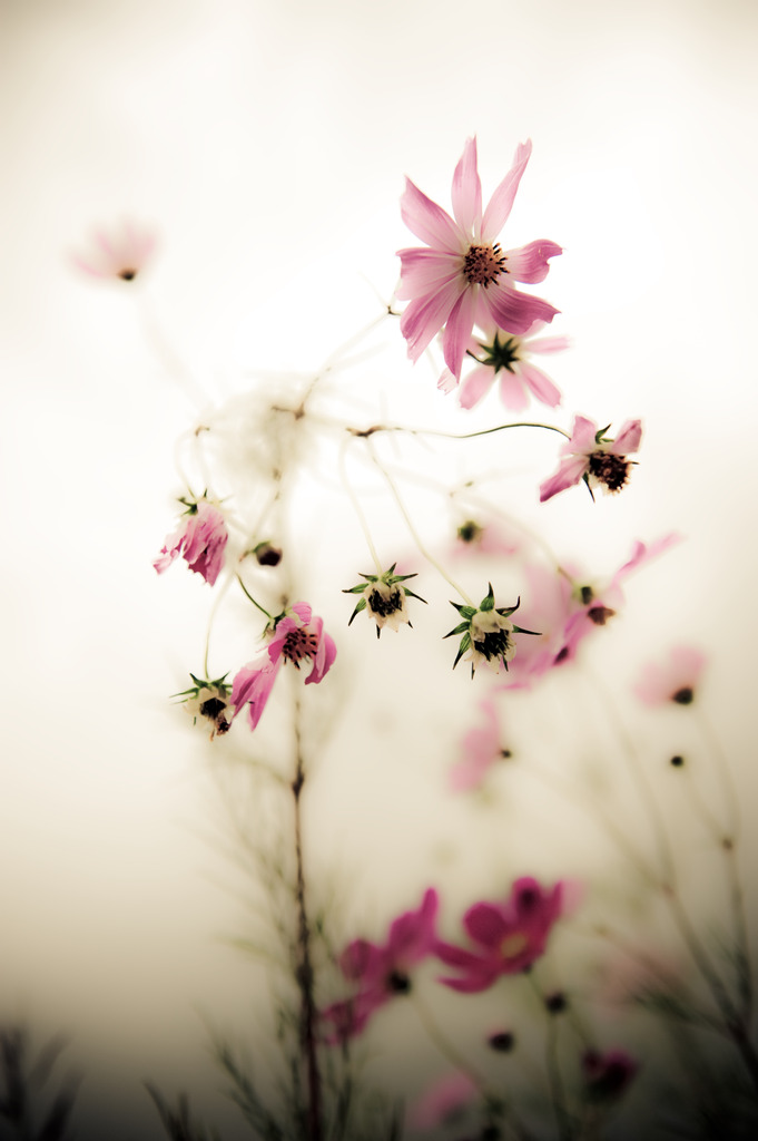 秋桜花火