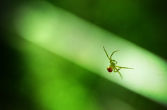 Green spyder