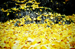 sea-of-Maidenhair-tree
