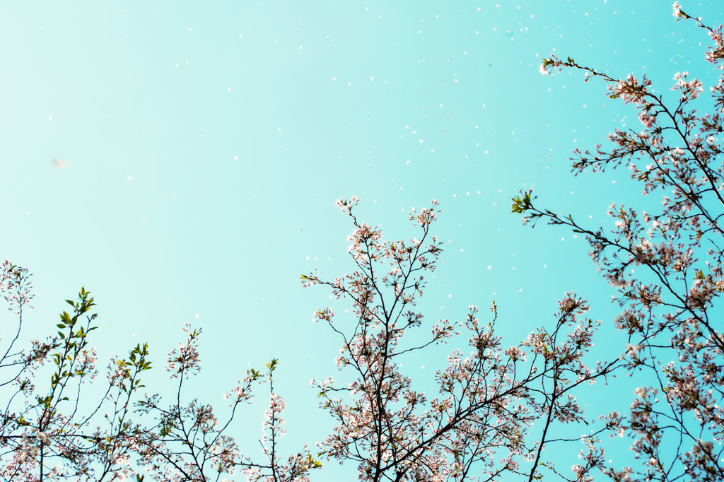 桜