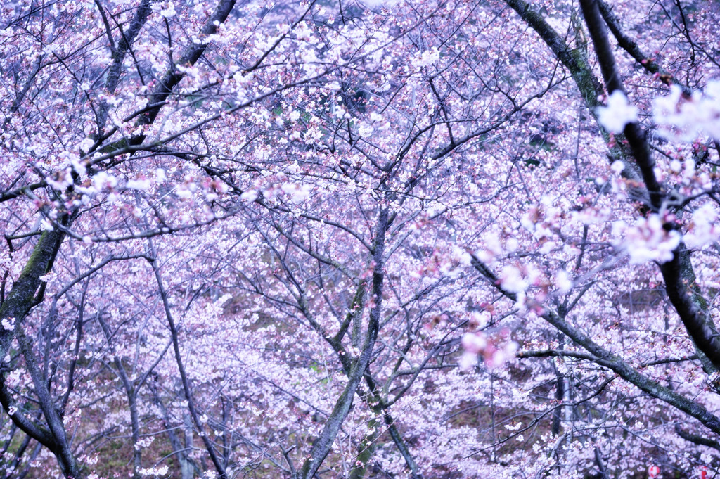 桜