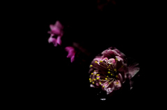 ume
