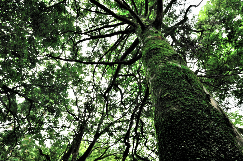 tree in the forest