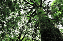 tree in the forest