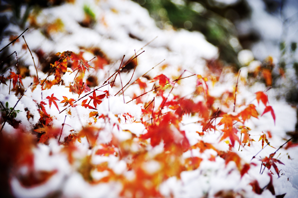 yuki-momiji