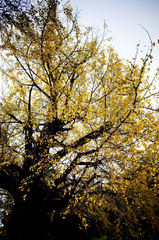 icho