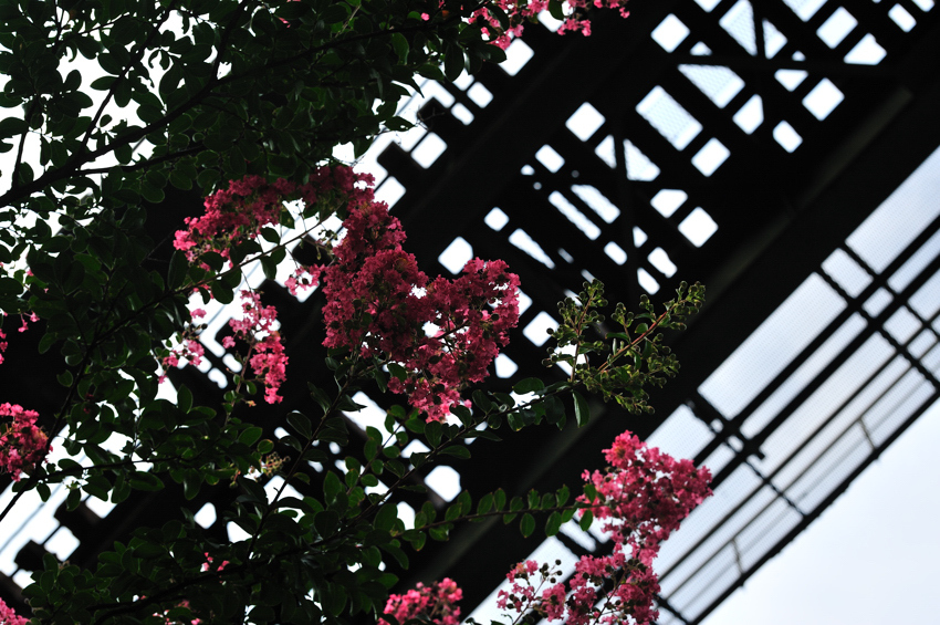 pink rale