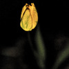 tulip