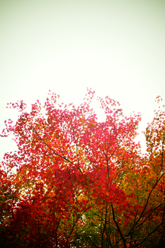 Leaf colored Red