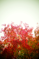 Leaf colored Red