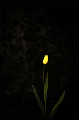 tulip