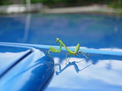 カマキリ