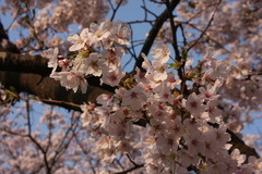 夕日に映える桜