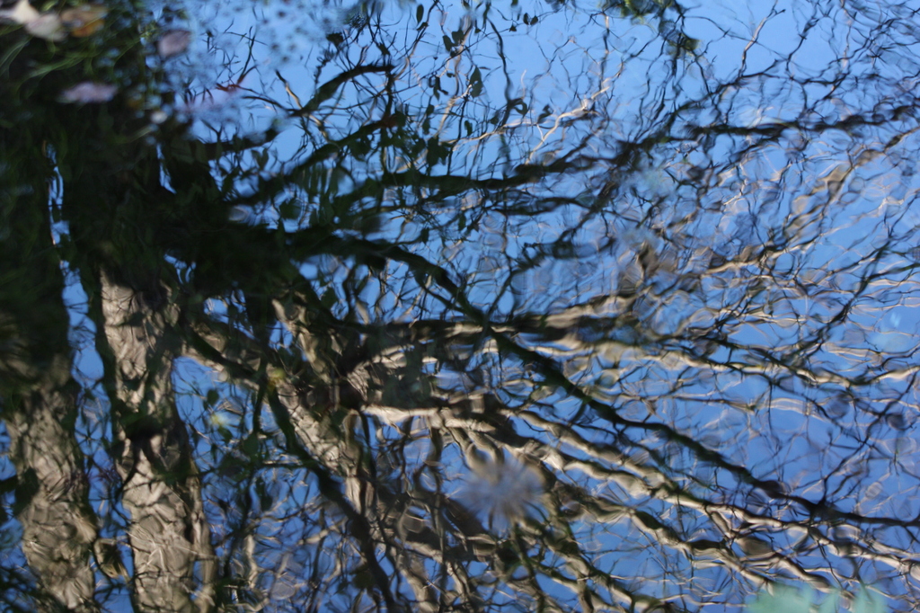 忍野八海　お釜池（２）