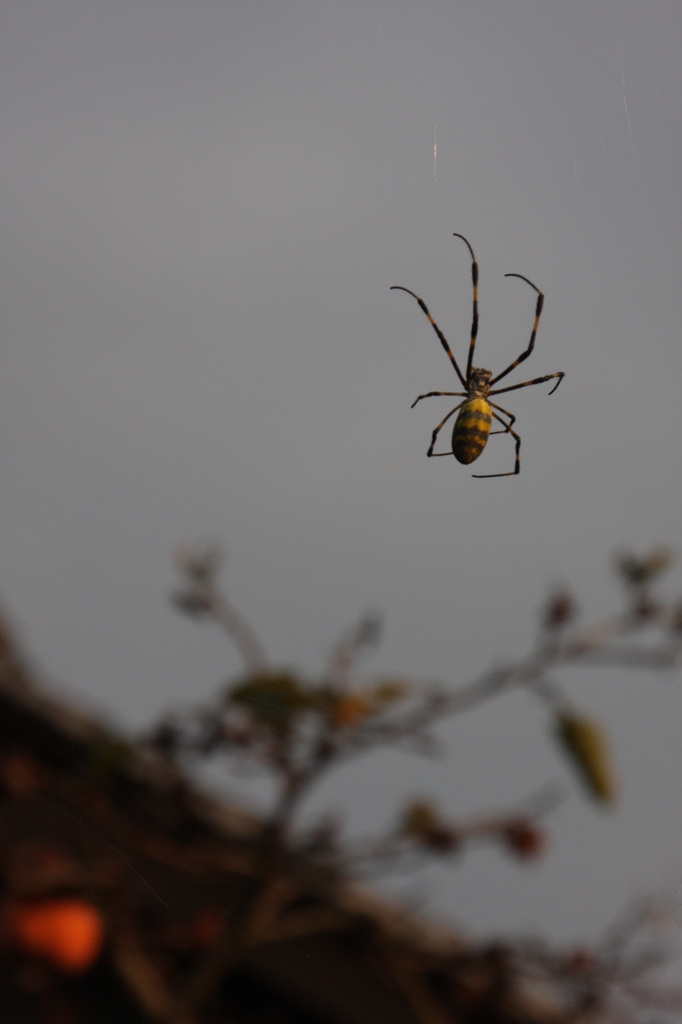 秋の蜘蛛（２）