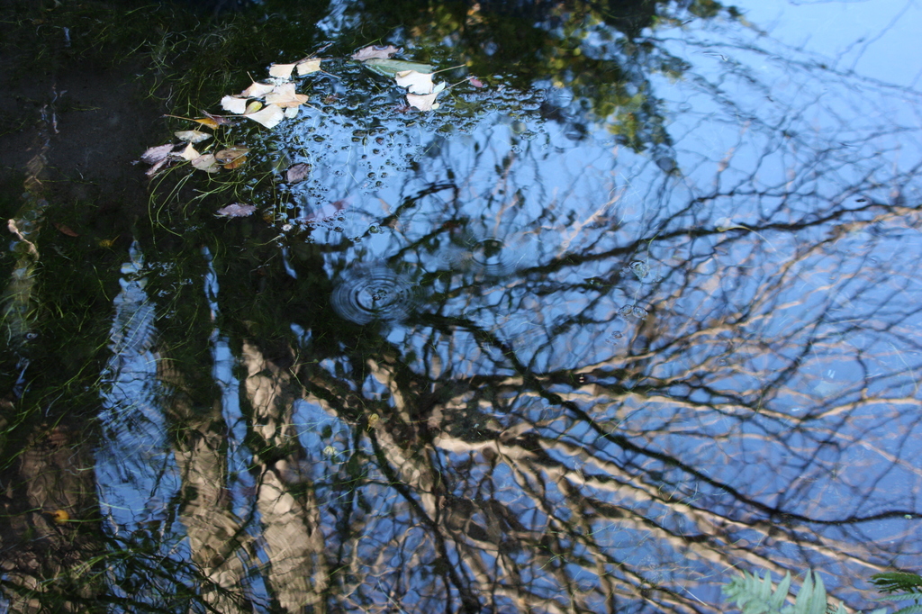 忍野八海　お釜池