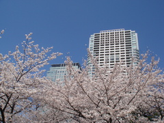 桜とビル
