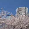 桜とビル