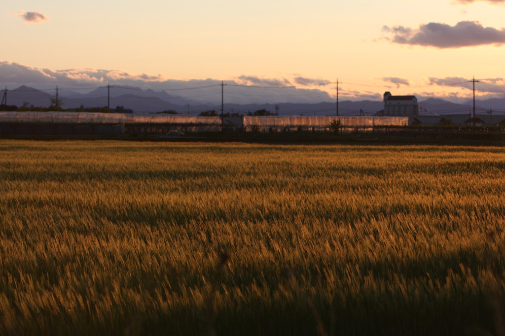 夕暮れの麦畑（２）