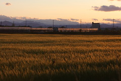 夕暮れの麦畑（２）
