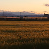 夕暮れの麦畑（２）
