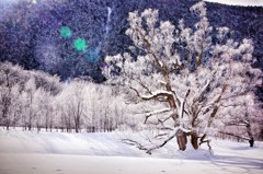 樹氷を纏う徳澤の大樹