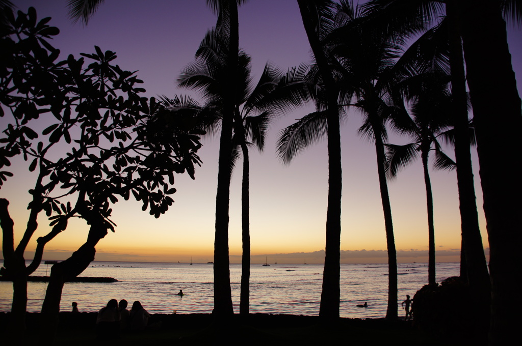 Silhouette of palm trees