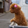 おでかけ