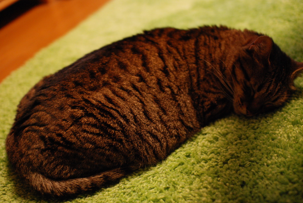 平べったく眠る